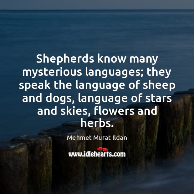 Shepherds know many mysterious languages; they speak the language of sheep and Mehmet Murat Ildan Picture Quote