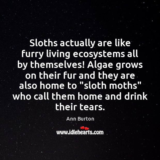 Sloths actually are like furry living ecosystems all by themselves! Algae grows Ann Burton Picture Quote