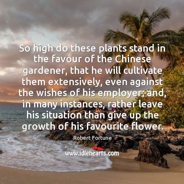So high do these plants stand in the favour of the chinese gardener Robert Fortune Picture Quote