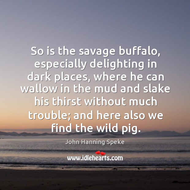 So is the savage buffalo, especially delighting in dark places, where he can wallow 
