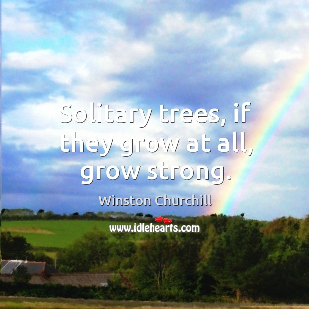 Solitary trees, if they grow at all, grow strong. Winston Churchill Picture Quote
