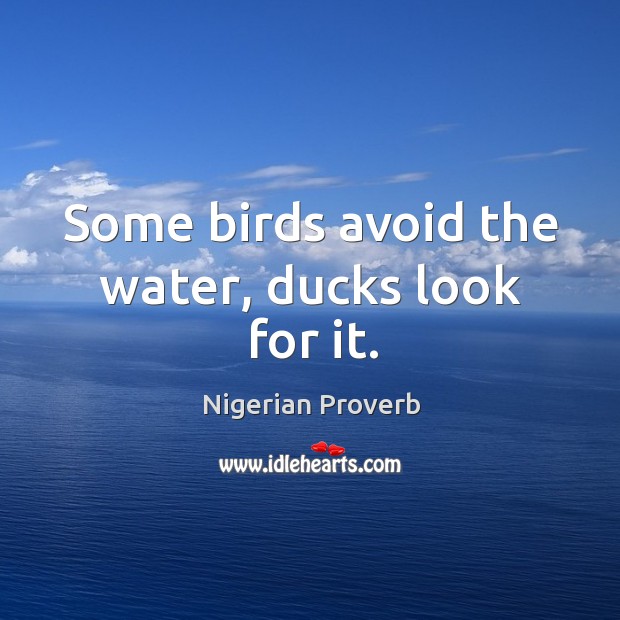 Some birds avoid the water, ducks look for it. Image