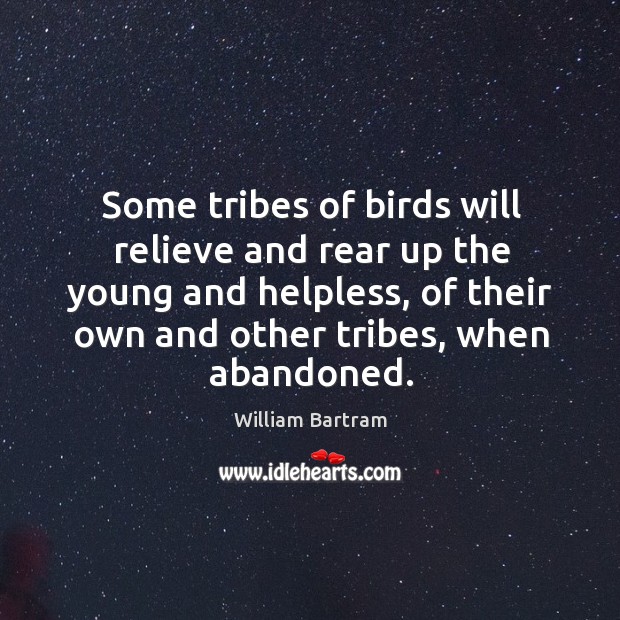 Some tribes of birds will relieve and rear up the young and helpless, of their own and William Bartram Picture Quote