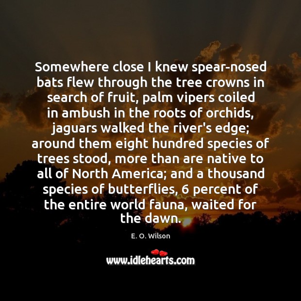 Somewhere close I knew spear-nosed bats flew through the tree crowns in E. O. Wilson Picture Quote