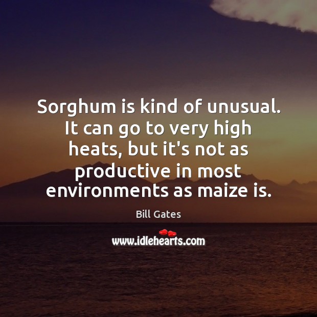 Sorghum is kind of unusual. It can go to very high heats, Bill Gates Picture Quote