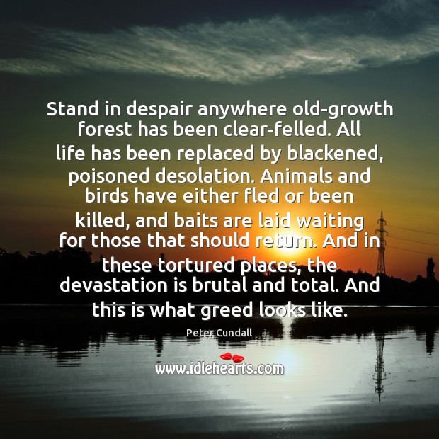 Stand in despair anywhere old-growth forest has been clear-felled. All life has 