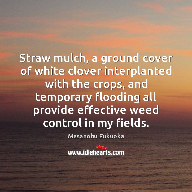 Straw mulch, a ground cover of white clover interplanted with the crops, Image