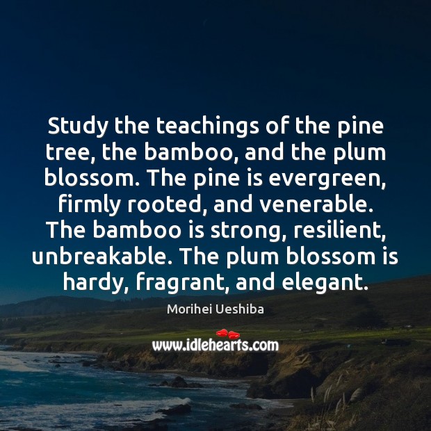 Study the teachings of the pine tree, the bamboo, and the plum Morihei Ueshiba Picture Quote