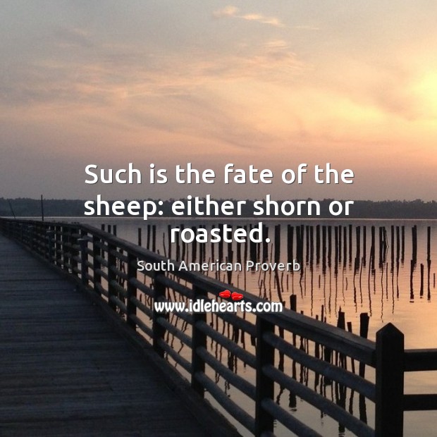 Such is the fate of the sheep: either shorn or roasted. South American Proverbs Image