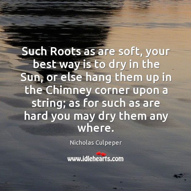 Such roots as are soft, your best way is to dry in the sun Nicholas Culpeper Picture Quote