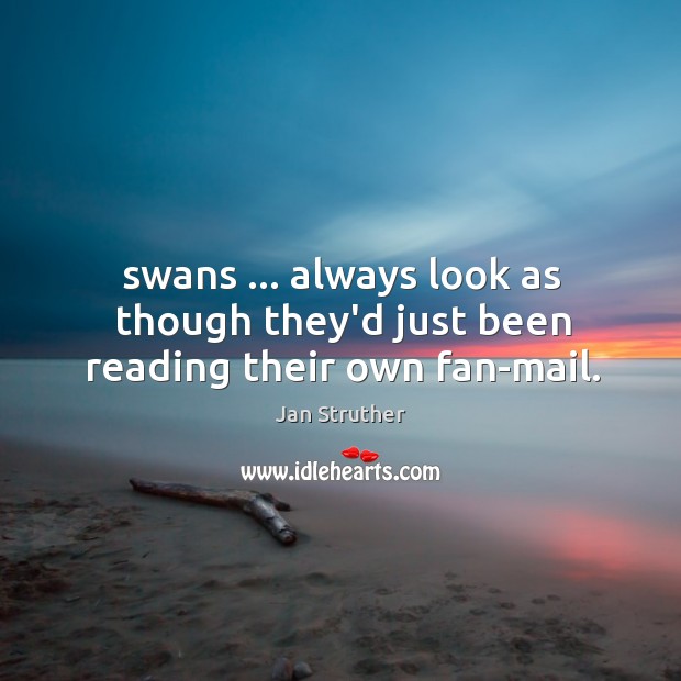Swans … always look as though they’d just been reading their own fan-mail. Image
