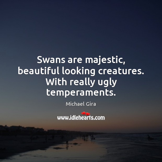 Swans are majestic, beautiful looking creatures. With really ugly temperaments. Image