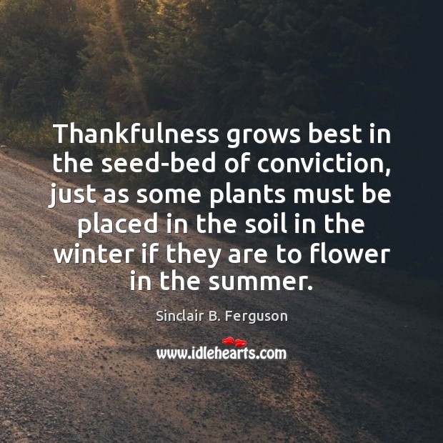 Thankfulness grows best in the seed-bed of conviction, just as some plants Sinclair B. Ferguson Picture Quote