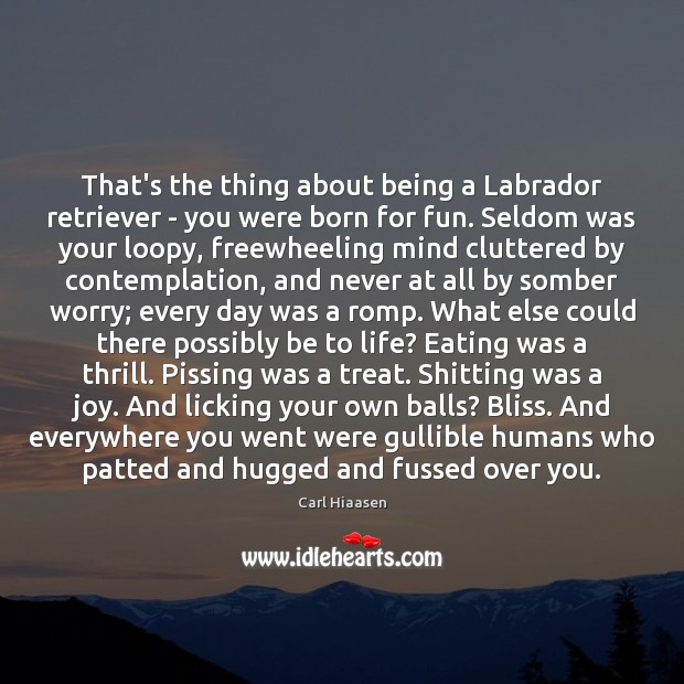 That’s the thing about being a Labrador retriever – you were born Image