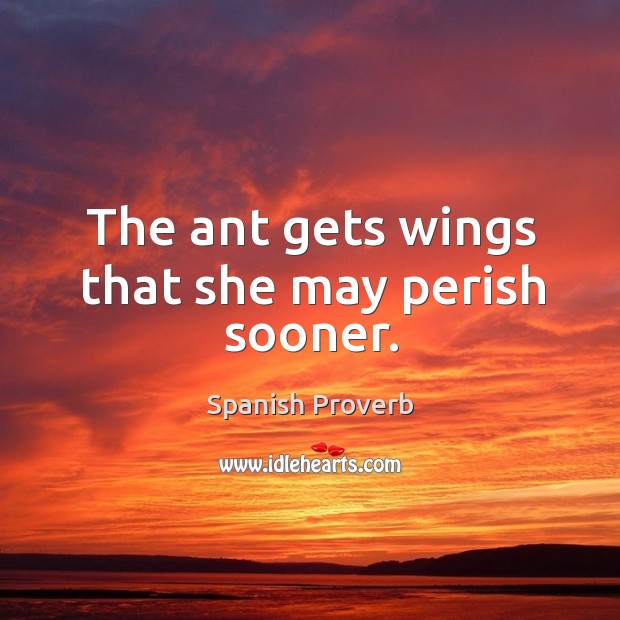 The ant gets wings that she may perish sooner. Spanish Proverbs Image