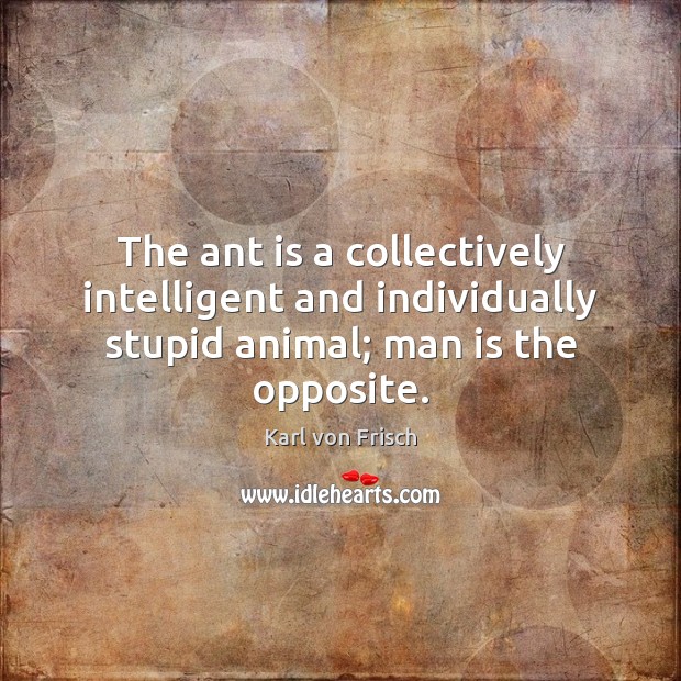 The ant is a collectively intelligent and individually stupid animal; man is the opposite. Karl von Frisch Picture Quote