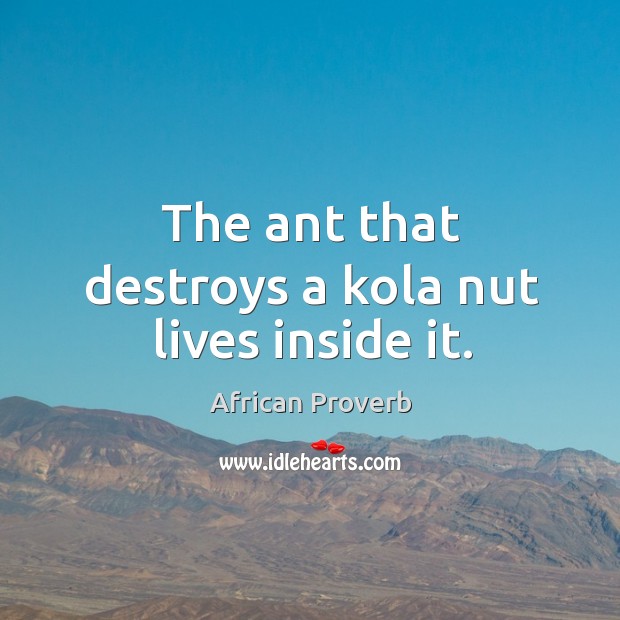 The ant that destroys a kola nut lives inside it. Image