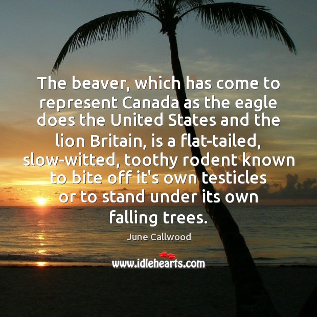 The beaver, which has come to represent Canada as the eagle does June Callwood Picture Quote