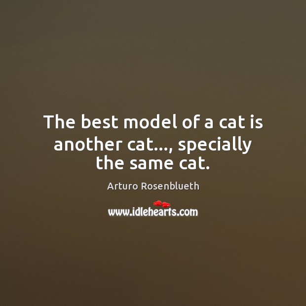 The best model of a cat is another cat…, specially the same cat. Image