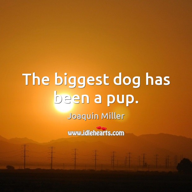 The biggest dog has been a pup. Joaquin Miller Picture Quote