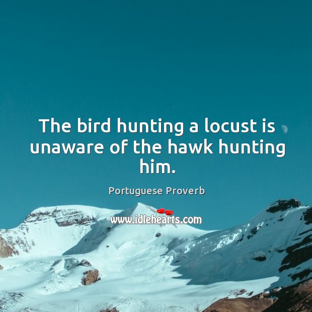 The bird hunting a locust is unaware of the hawk hunting him. Portuguese Proverbs Image