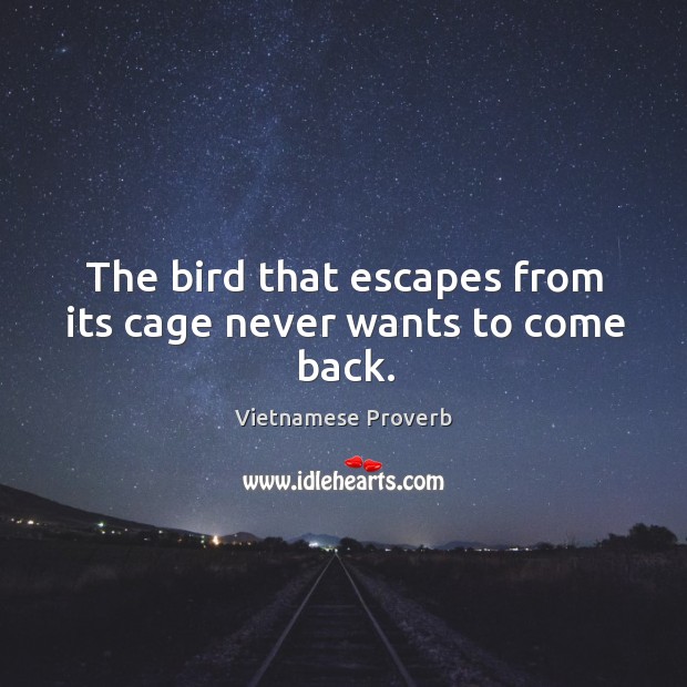 The bird that escapes from its cage never wants to come back. Vietnamese Proverbs Image