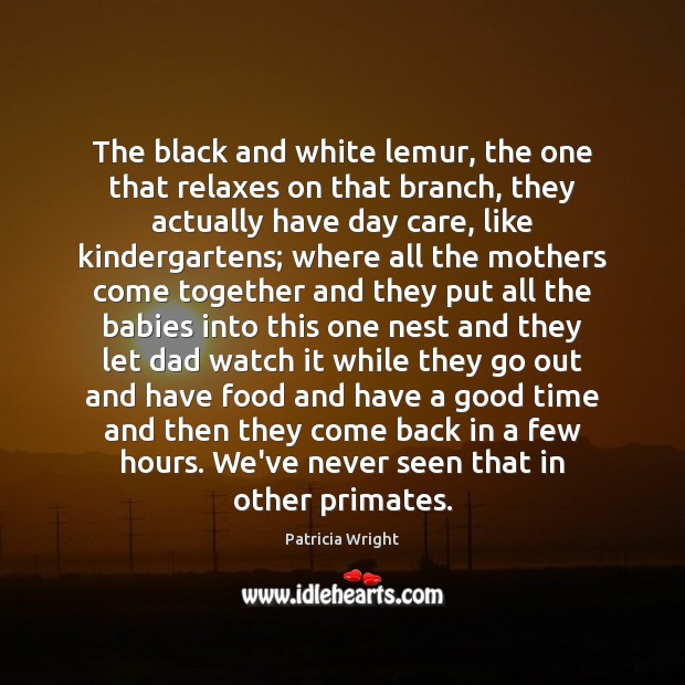 The black and white lemur, the one that relaxes on that branch, Patricia Wright Picture Quote
