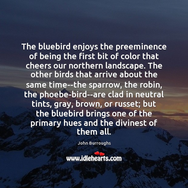 The bluebird enjoys the preeminence of being the first bit of color John Burroughs Picture Quote