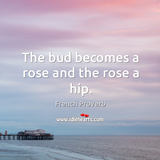 The bud becomes a rose and the rose a hip. Image