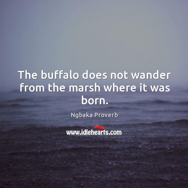 The buffalo does not wander from the marsh where it was born. Ngbaka Proverbs Image