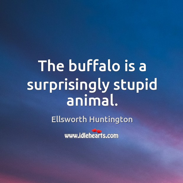 The buffalo is a surprisingly stupid animal. Ellsworth Huntington Picture Quote