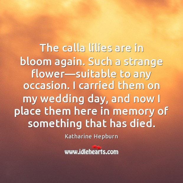 The calla lilies are in bloom again. Such a strange flower—suitable Katharine Hepburn Picture Quote