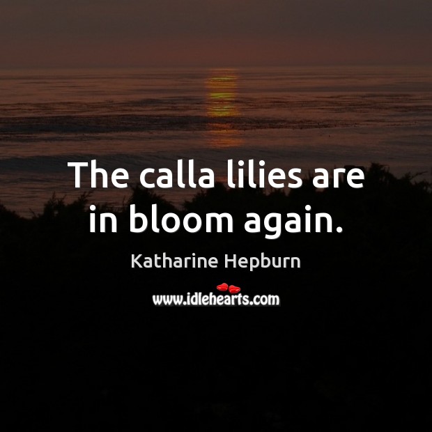 The calla lilies are in bloom again. Katharine Hepburn Picture Quote