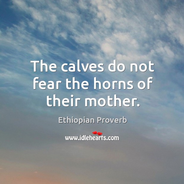 The calves do not fear the horns of their mother. Ethiopian Proverbs Image