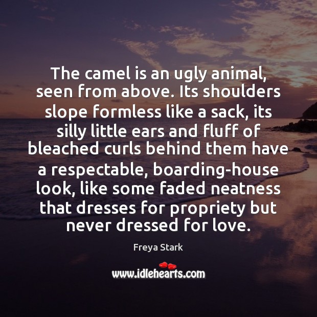 The camel is an ugly animal, seen from above. Its shoulders slope Freya Stark Picture Quote