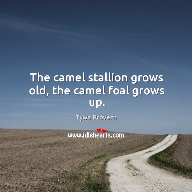The camel stallion grows old, the camel foal grows up. Tywa Proverbs Image