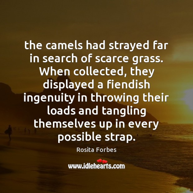 The camels had strayed far in search of scarce grass. When collected, Image