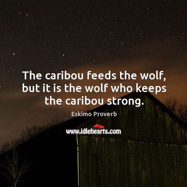 The caribou feeds the wolf, but it is the wolf who keeps the caribou strong. Eskimo Proverbs Image
