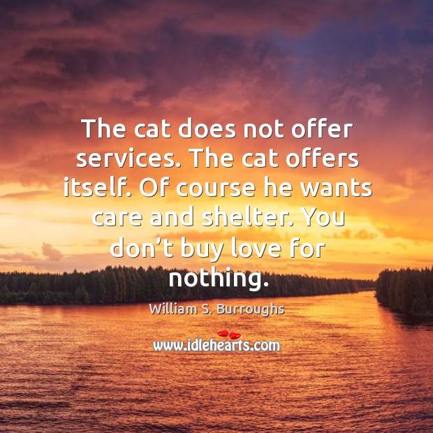 The cat does not offer services. The cat offers itself. Image