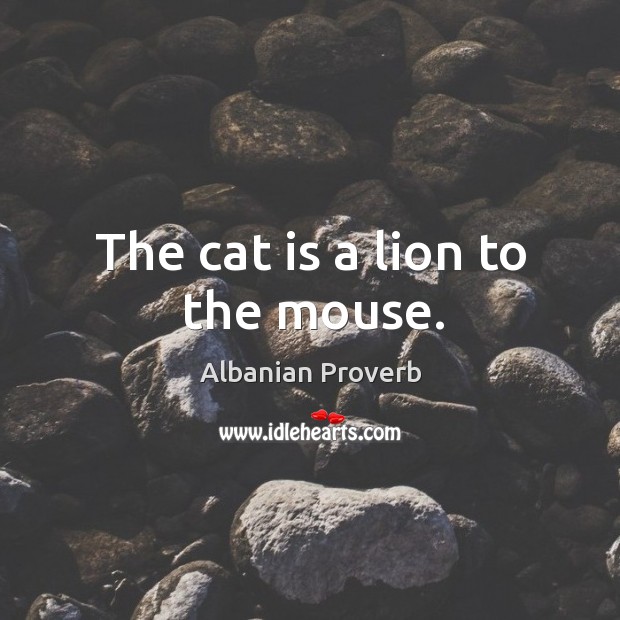 The cat is a lion to the mouse. Albanian Proverbs Image