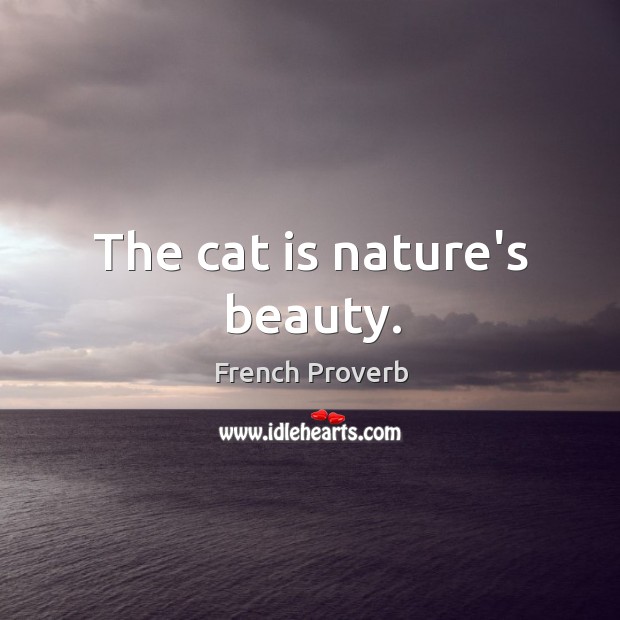 The cat is nature’s beauty. Image