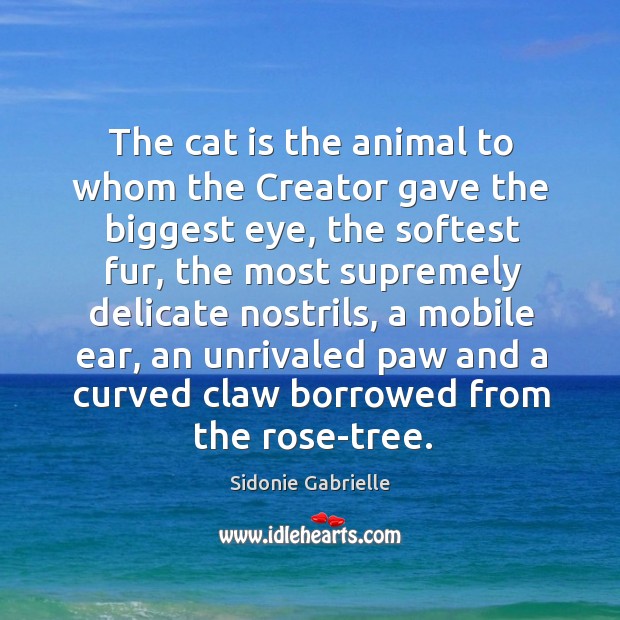 The cat is the animal to whom the creator gave the biggest eye Sidonie Gabrielle Picture Quote