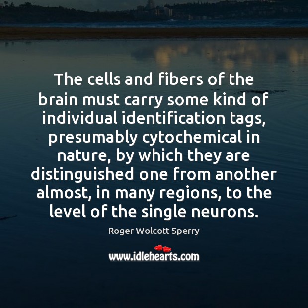 The cells and fibers of the brain must carry some kind of Roger Wolcott Sperry Picture Quote