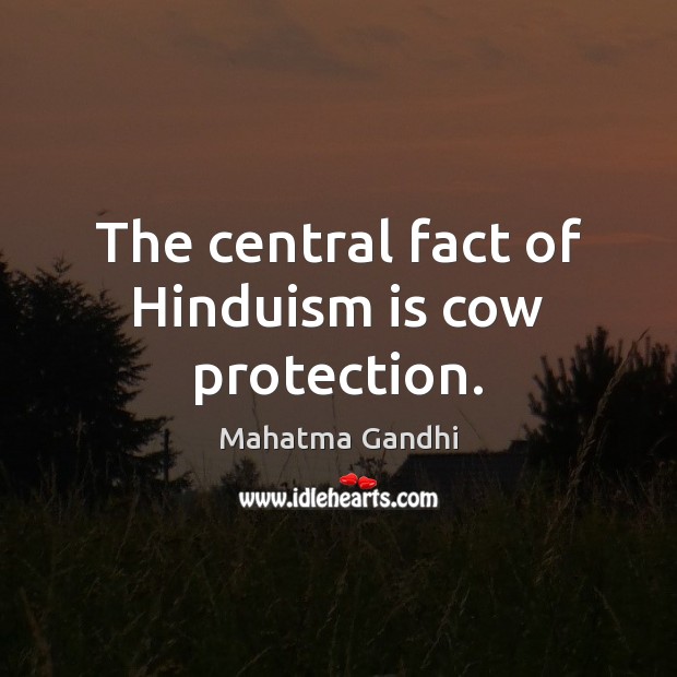 The central fact of Hinduism is cow protection. Image