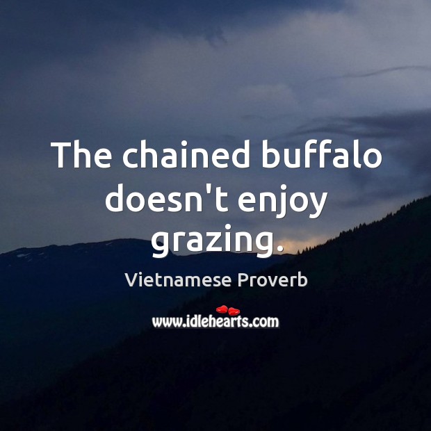 The chained buffalo doesn’t enjoy grazing. Vietnamese Proverbs Image