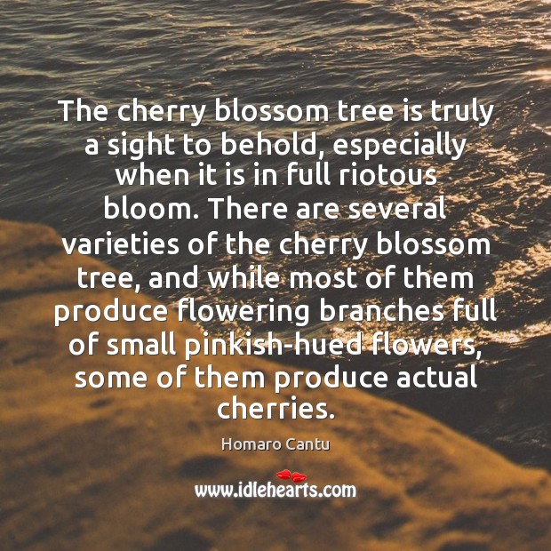 The cherry blossom tree is truly a sight to behold, especially when Homaro Cantu Picture Quote