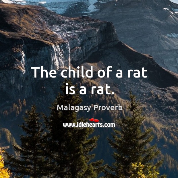 The child of a rat is a rat. Malagasy Proverbs Image