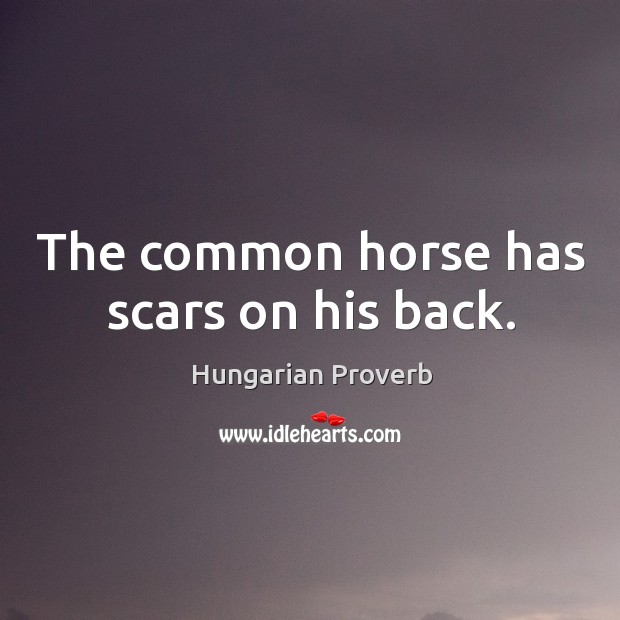 The common horse has scars on his back. Image