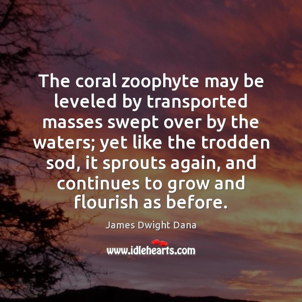 The coral zoophyte may be leveled by transported masses swept over by James Dwight Dana Picture Quote