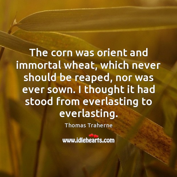 The corn was orient and immortal wheat, which never should be reaped, Thomas Traherne Picture Quote